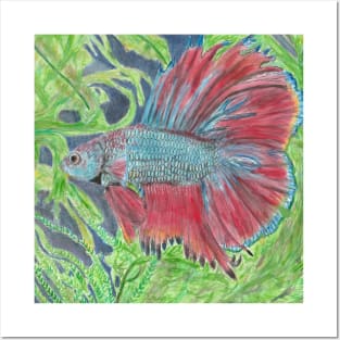 Betta fish Posters and Art